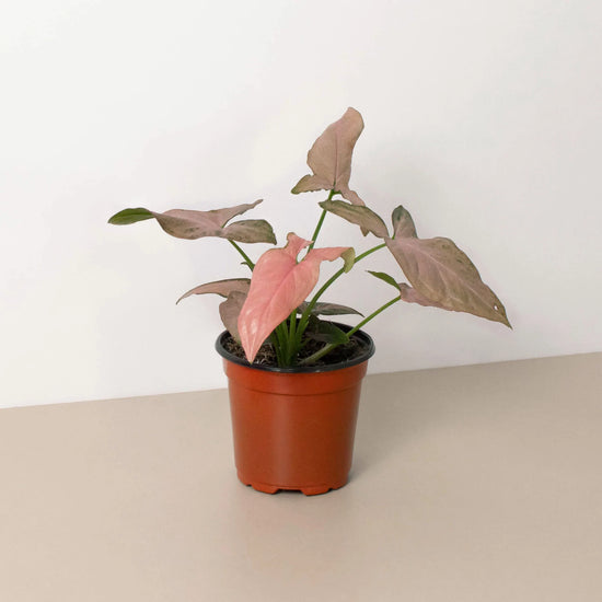 Nephthytis Pink Splash 4 Inch