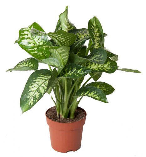 Diffenbachia Seguine Dumb Cane 4 Inch