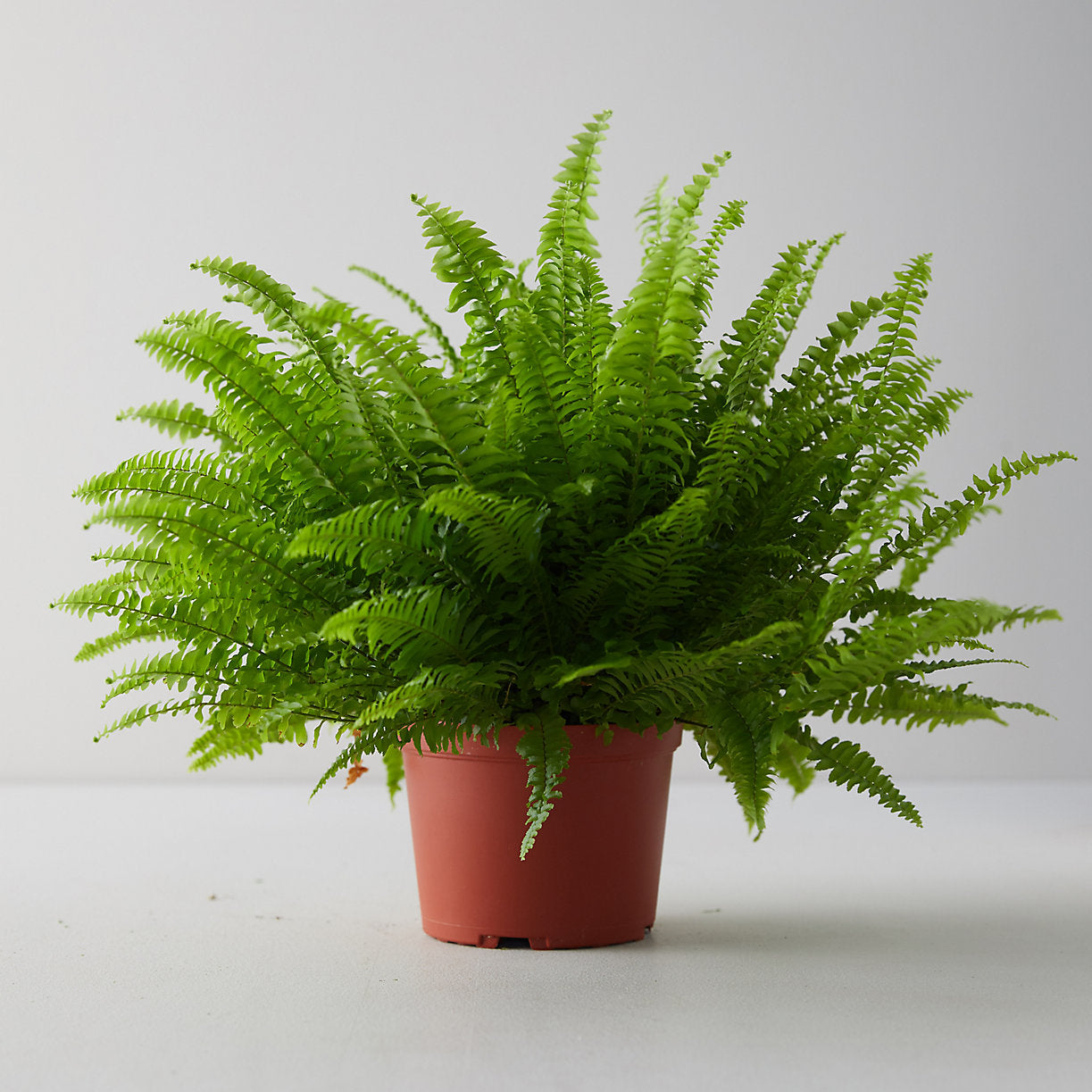 Nephrolepis Exaltata Boston Fern 4 Inch – Langdon's Inc.