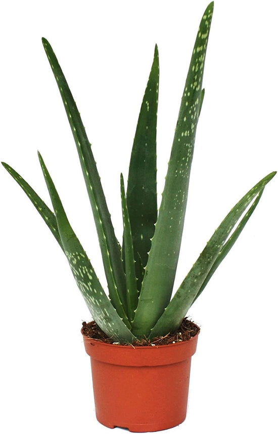 Aloe Vera 4 Inch