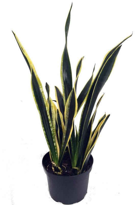 Sansevieria Black Gold 6 Inch