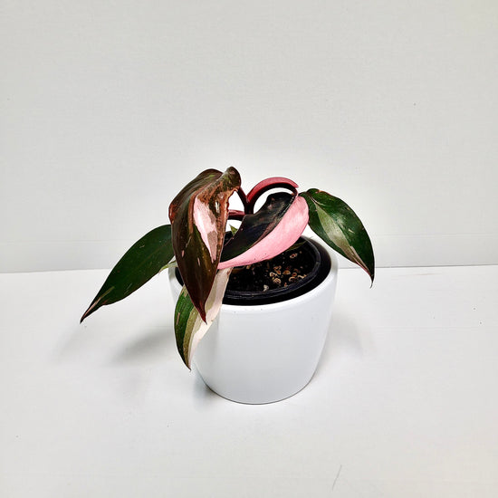 Philodendron Pink Princess 4 Inch