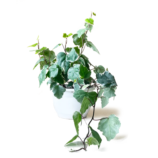 Hedera Marengo Algerian Ivy 4 Inch