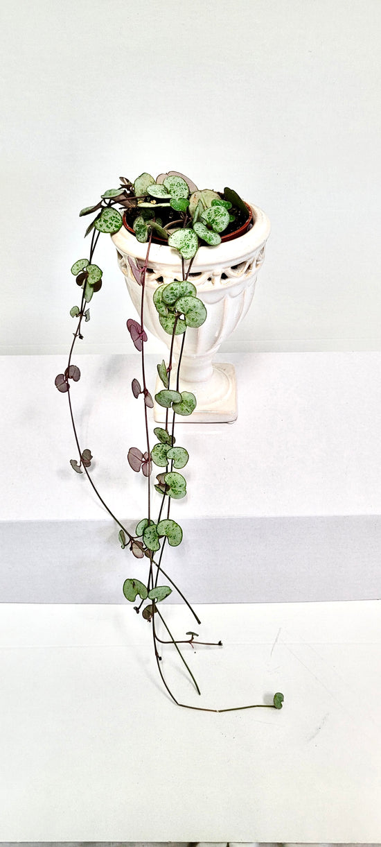 Ceropegia Woodii String of Hearts 2.5 Inch