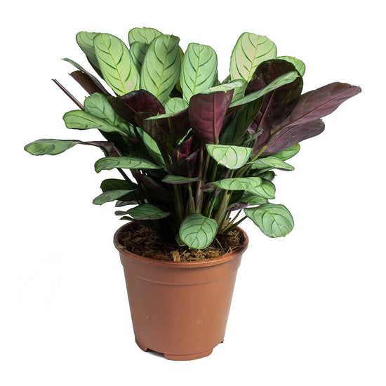 Ctenanthe Burle Marxii Never Never Plant 10 Inch
