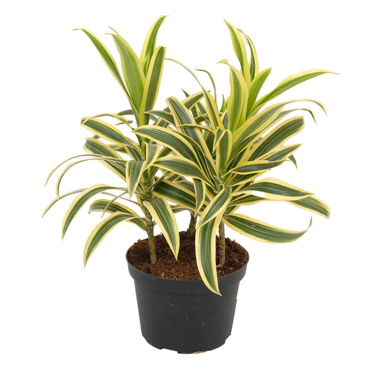 Pleomele Reflexa Song of India 6 Inch
