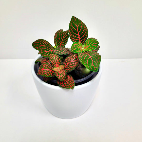 Fittonia Red, Red Nerve Plant 4 Inch