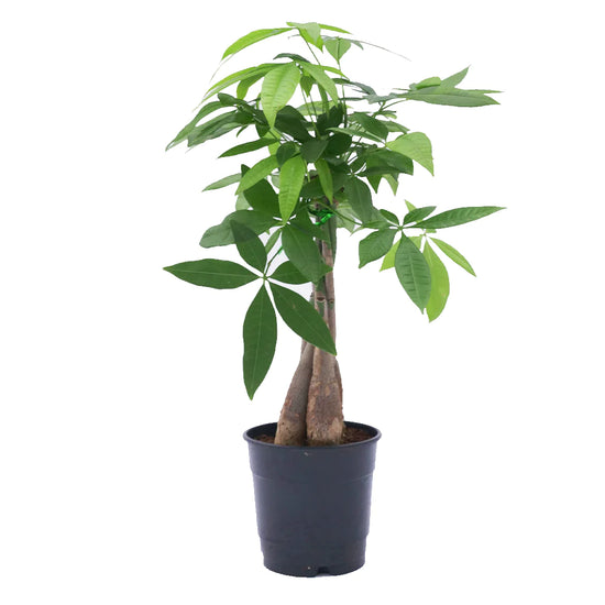Pachira Aquatica Tresse Money Tree 5 Inch