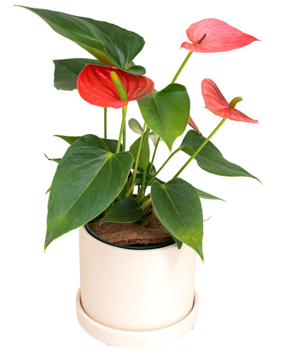 Anthurium Andreanum Flamingo Lily 10 Inch