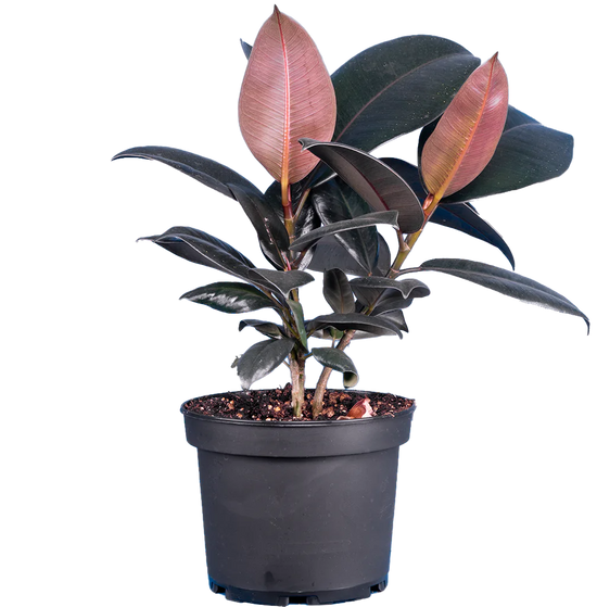 Ficus Elastica Burgundy 8 Inch