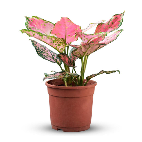 pearl of melo aglaonema Agleonemia Pink Pearl Chinese Evergreen 4 Inch – Langdon's Inc