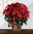 The Poinsettia 