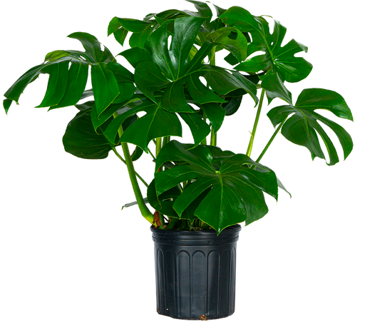 Monstera Deliciosa 10 Inch