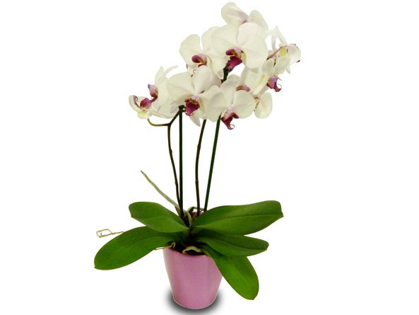 P-Phalaenopsis Orchid