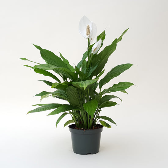 Spathiphyllum Peace Lily 6 Inch