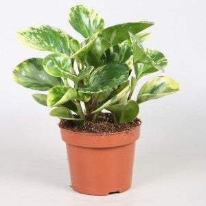 Peperomia Marble 4 Icnh