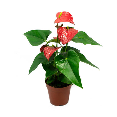 Anthurium Flamingo Lily 4 Inch