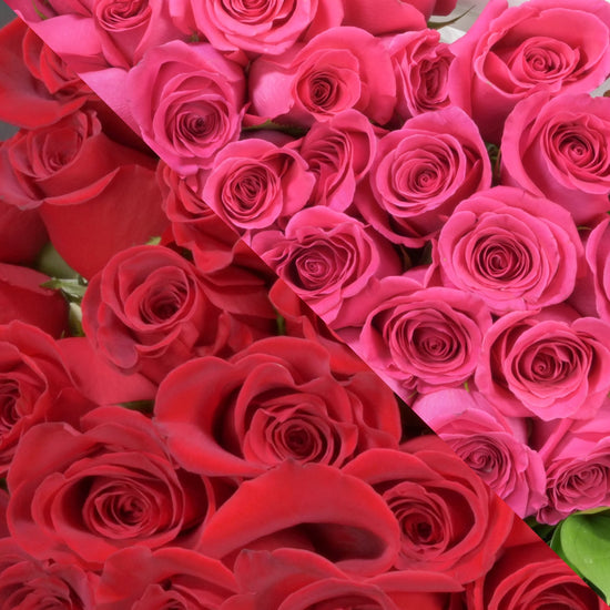 Red & Hot Pink Roses