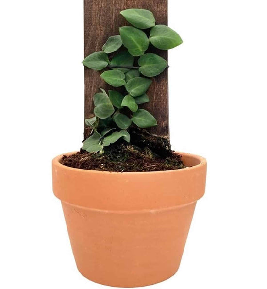Rhapidorphora Korthalsi 6 Inch