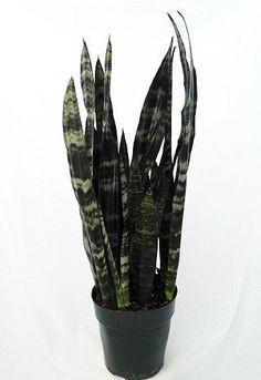 Sansevieria Black Coral 6 Inch