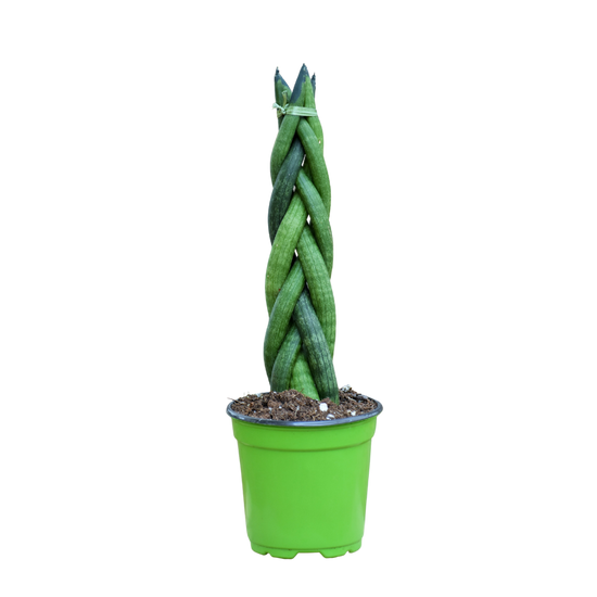 Sansevieria Cylindrica Braid 4 Inch