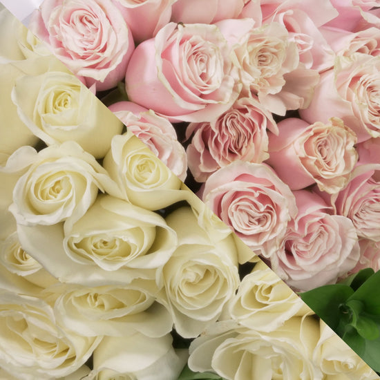 White &  Blush Pink Roses
