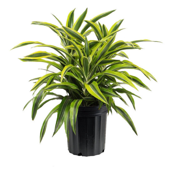 Dracana Lemon Lime 10 Inch