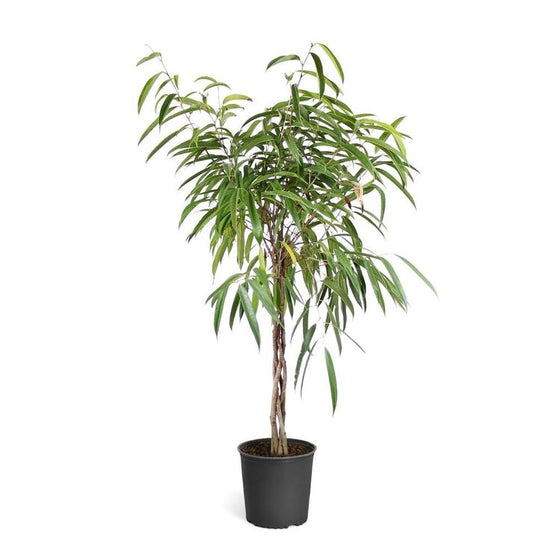 Ficus Alii Braid 10 Inch