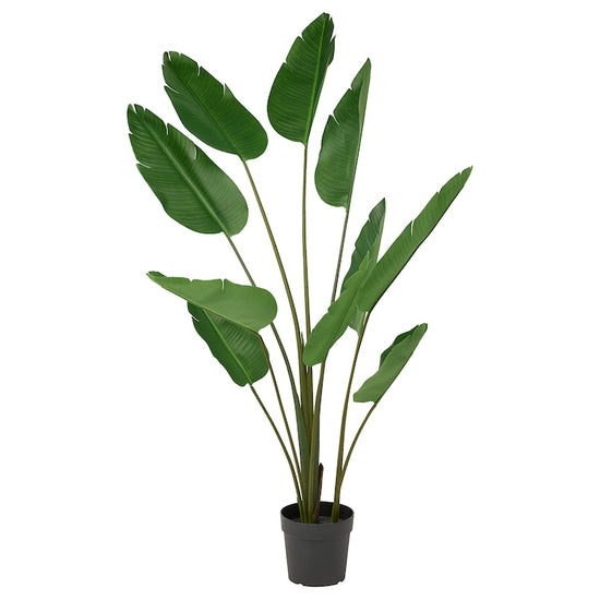 Strelitzia Nicolai Bird of Paradise 10 Inch