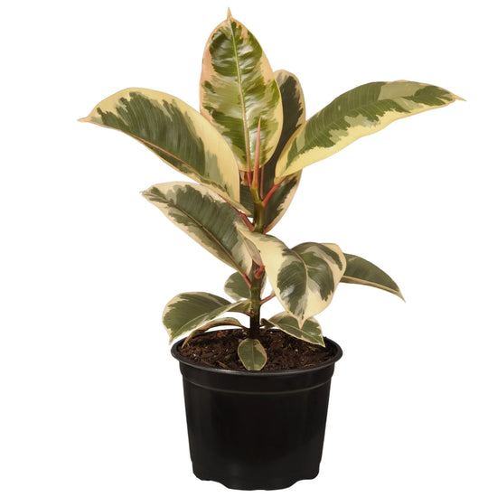Ficus Elastica Tineke 6 Inch