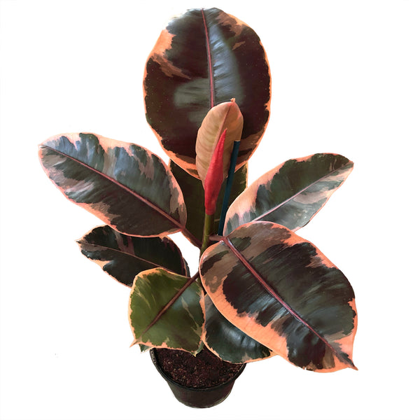 Ficus Red Ficus Elastica Ruby Red 4 Inch – Langdon's Inc.
