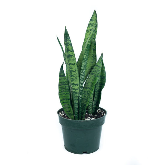 Sansevieria Zeylanica Snake Plant 10 Inch