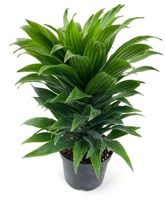 Dracaena Janet Craig 10 Inch