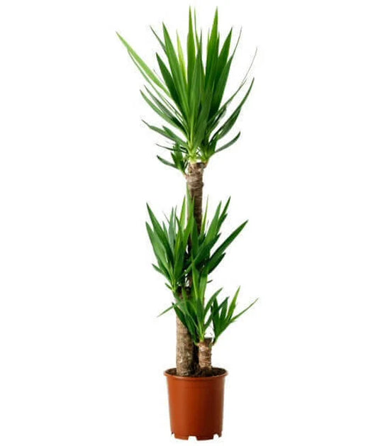 Dracaena Yucca Cane 10 Inch
