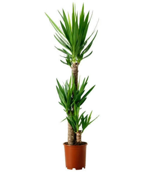 Dracaena Yucca Cane 10 Inch  Langdon's Inc.