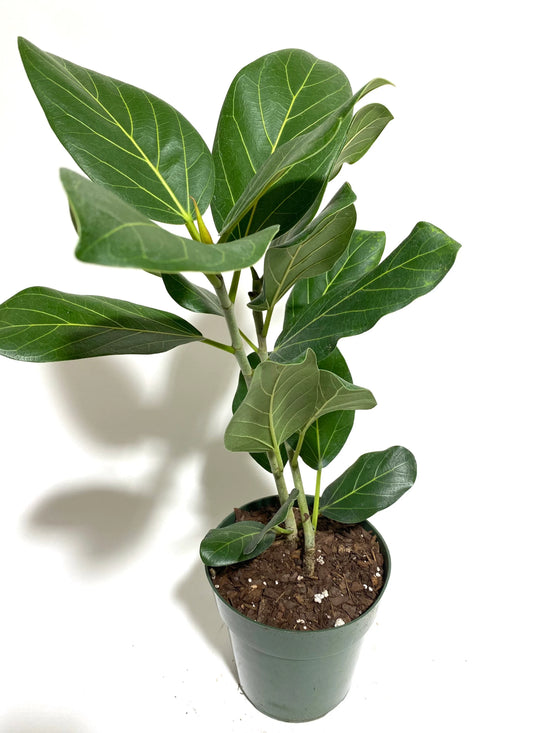 Ficus Audrey 6 Inch