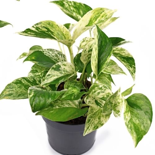 Pothos Marble Queen 6 Inch