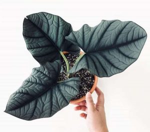 Alocasia Nebula 4 Inch