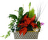 The Intimate Scene Plant