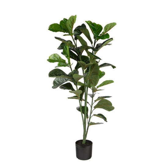 Ficus Lyrata Bambino Fiddle Leaf Fig 6 Inch