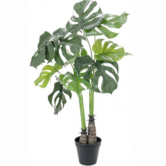 Swiss Cheese Plant or Split-leaf Philodendron