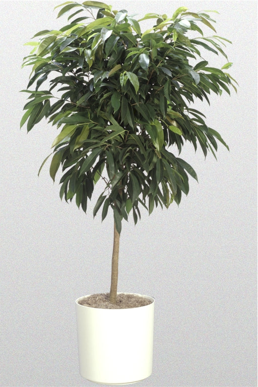  Ficus All
