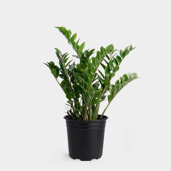 Zamioculcas Zamiifolia ZZ Plant 6 Inch