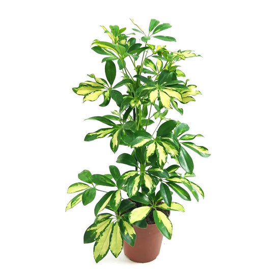 Schefflera Trinette Variegated Umbrella Plant 10&