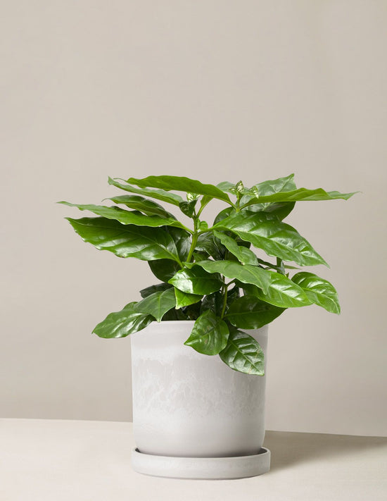 Coffea Arabica Coffee Plant 4 inch