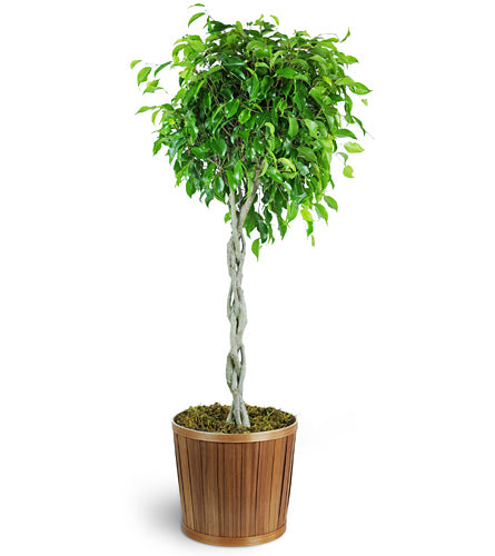 Ficus Benjamina Braid 14 Inch