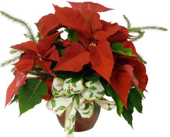 The Seasonings Greeting Poinsettia